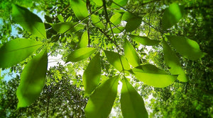 Natural Rubber and the elastic forest! - Kati Kaia - UK