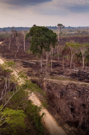 Protecting Acres Prevents Fires! - Kati Kaia - UK