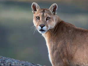 Rainforest Trust: Connect Wild Lands for Wild Cats - Kati Kaia - UK