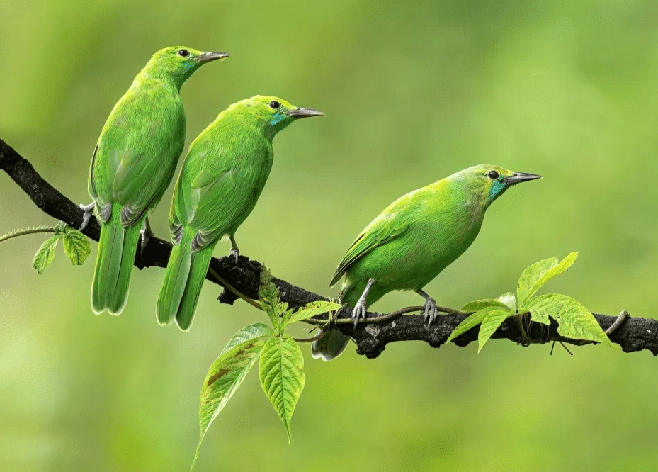 Save the Oldest Forests in the World from Clear-cutting - Kati Kaia