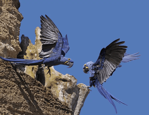 Save the Pantanal: The World’s Largest Tropical Wetland - Kati Kaia