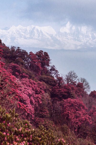 Stop Road Construction in the Himalayas - Kati Kaia - UK
