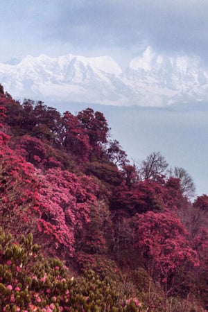 Stop Road Construction in the Himalayas - Kati Kaia - UK