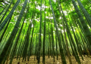 The Fern & Bamboo - Kati Kaia