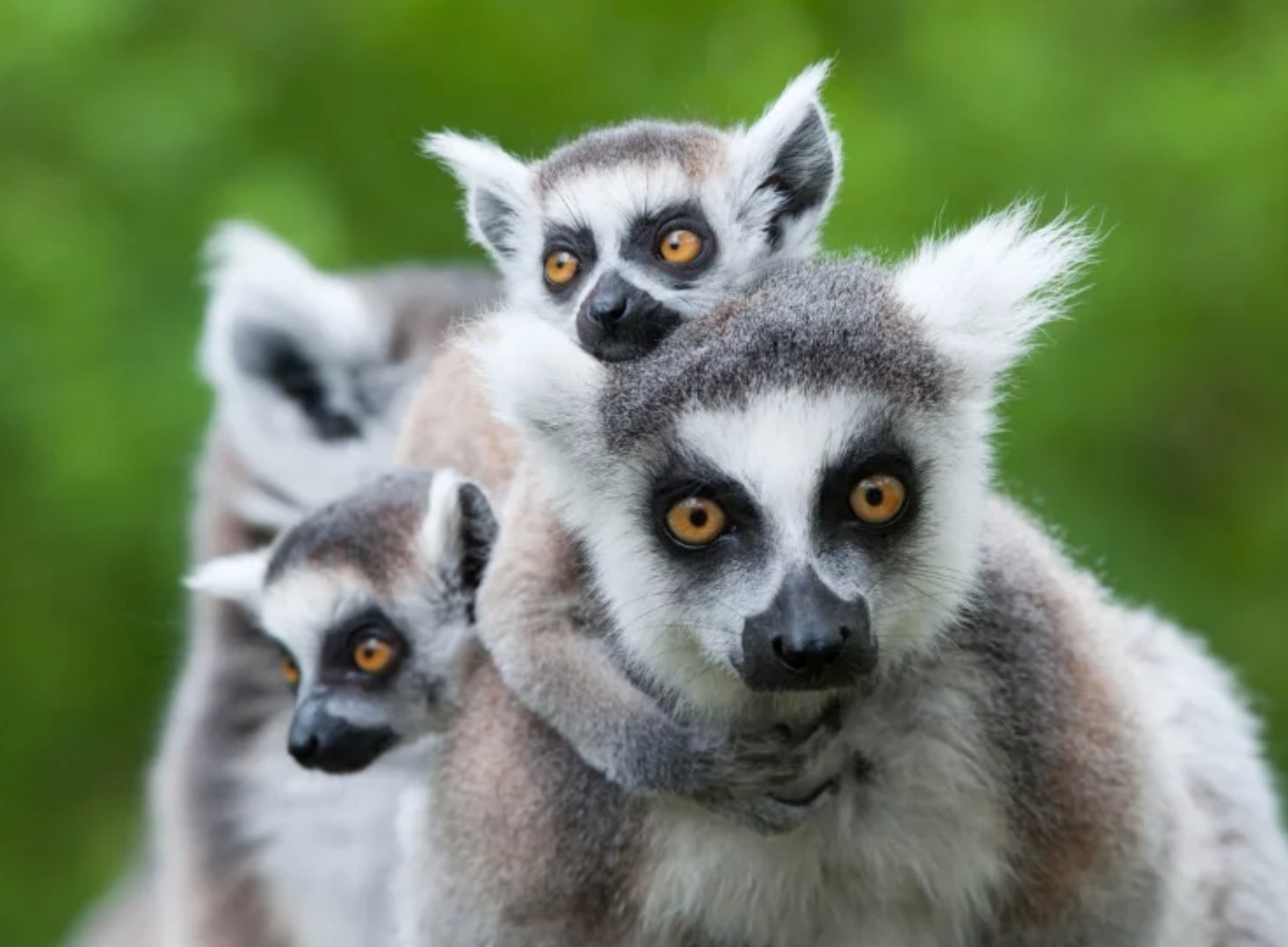 We Helped Secure One of Madagascar’s Largest Unprotected Rainforests for Lemurs - Kati Kaia - UK