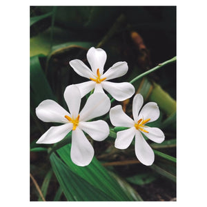 Close-up of white flowers on green foliage representing natural skincare tonic by Kati Kaia